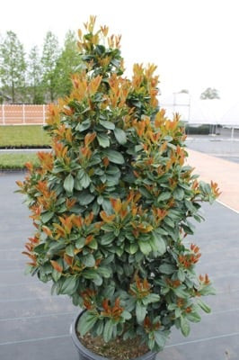 Oszlopos babérmeggy ’Bonaparte’ fajta - Prunus laurocerasus ’Bonaparte’