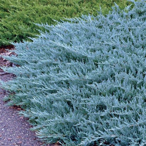 Kék kúszóboróka - Juniperus horizontalis 'Blue Chip'