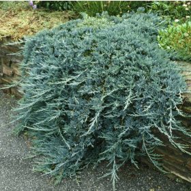   Kék kúszóboróka - Juniperus horizontalis 'Glauca'