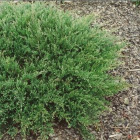 Kúszóboróka - Juniperus horizontalis ‘Prostrata’