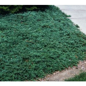   Kék kúszóboróka - Juniperus horizontalis 'Wiltonii' 