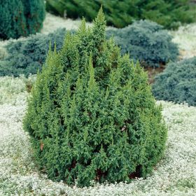   Törpe himalájai boróka - Juniperus pingii 'Loderi' 