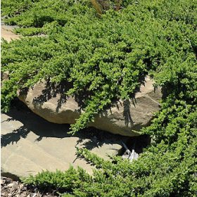   Kúszó boróka - Juniperus procumbens 'Bonin Isles'