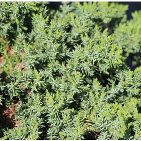 Kúszó boróka - Juniperus procumbens