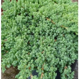 Kúszó boróka - Juniperus procumbens 'Nana'