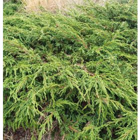 Kúszó boróka - Juniperus recurva 'Prostrata'