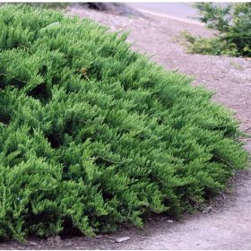   Nehézszagú boróka- Juniperus sabina 'Rockery Gem'