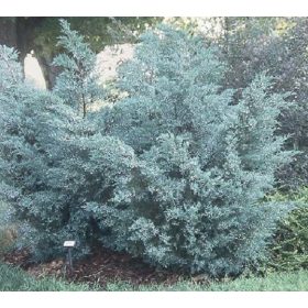   Oregoni boróka - Juniperus scopulorum 'O'Connor'