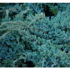Kúszó boróka -Juniperus squamata 'Blue Carpet'