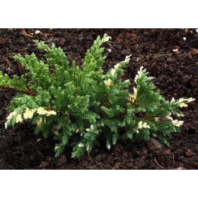   Kúszó boróka -Juniperus squamata 'Blue Variegata'