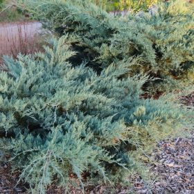   Virginiai boróka -  Juniperus virginiana 'Grey Owl' 