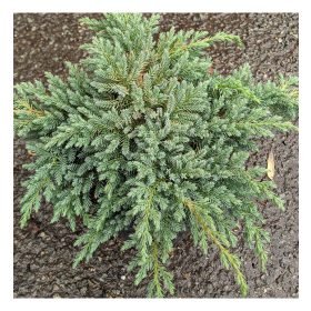   Nepáli boróka -Juniperus squamata 'Little Joanna'