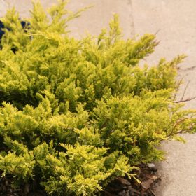   Kúszó boróka – Juniperus x pfitzeriana 'Dierks Gold'