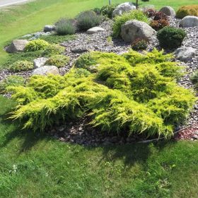   Kúszóboróka - Juniperus × pfitzeriana 'Gold Star'