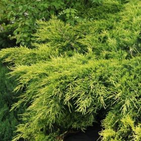   Kúszóboróka - Juniperus x pfitzeriana 'King of Spring'