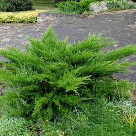 Kúszóboróka - Juniperus x pfitzeriana ‘Mint Julep’