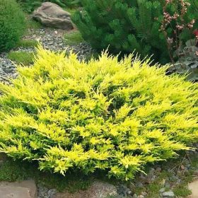   Kúszóboróka - A Juniperus x pfitzeriana 'Old Gold'
