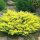 Kúszóboróka - A Juniperus x pfitzeriana 'Old Gold'