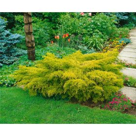 Kúszóboróka - Juniperus x pfitzeriana 'Aurea' 