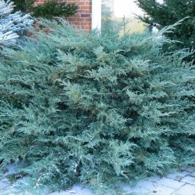   Kúszóboróka – Juniperus x pfitzeriana 'Pfitzeriana Glauca'