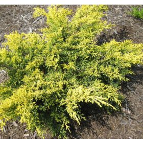Kúszóboróka - Juniperus x pfitzeriana ‘Saybrook Gold’