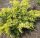 Kúszóboróka - Juniperus x pfitzeriana ‘Saybrook Gold’