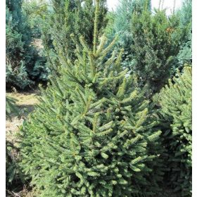 Lucfenyő - Picea abies 'Compacta'