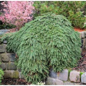 Terülő lucfenyő - Picea abies 'Formanek'