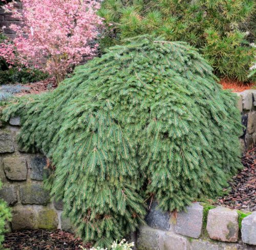 Terülő lucfenyő - Picea abies 'Formanek'