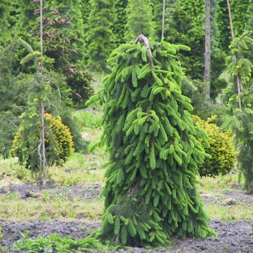 Csüngő lucfenyő - Picea abies 'Inversa'