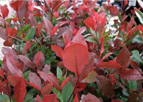 Törpe korallberkenye 'Little Red Robin’ fajta - Photinia x fraserii 'Little Red Robin’