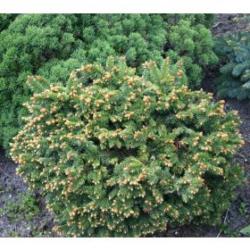 Lucfenyő - Picea abies 