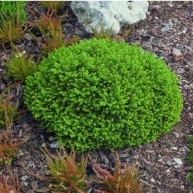 Törpe gömb lucfenyő - Picea abies 'Little Gem'