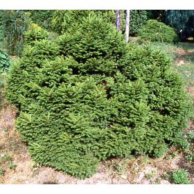 Törpe lucfenyő -  Picea abies 'Maxwellii'