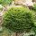 Törpe lucfenyő -  Picea abies ‘Nidiformis’