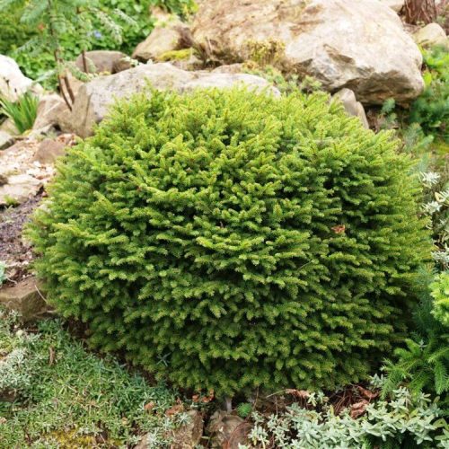 Törpe lucfenyő -  Picea abies ‘Nidiformis’