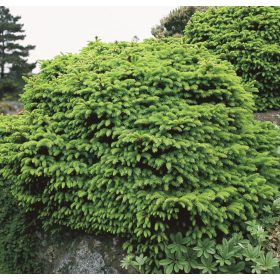 Törpe lucfenyő -  Picea abies 'Parviformis' 