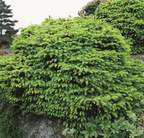 Törpe lucfenyő -  Picea abies 'Parviformis' 