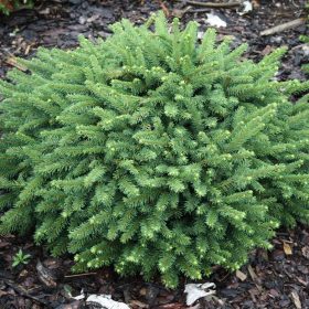 Törpe lucfenyő -  Picea abies 'Pumila Nigra' 