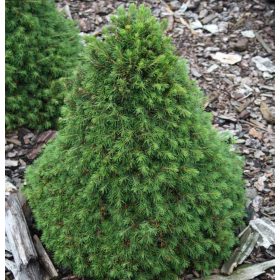 Törpe lucfenyő -  Picea abies ‘Tompa’