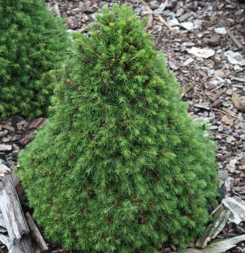 Törpe lucfenyő -  Picea abies ‘Tompa’