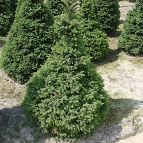 Lucfenyő -  Picea abies WILL'S ZWERG