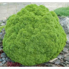 Törpe gömb cukorsüvegfenyő - Picea glauca Alberta Globe
