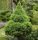 Cukorsüvegfenyő -  Picea glauca 