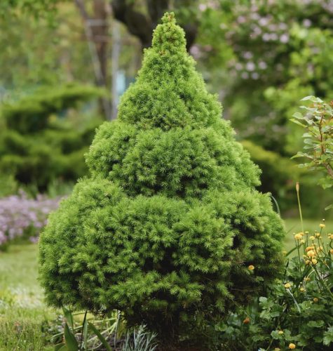 Cukorsüvegfenyő -  Picea glauca 
