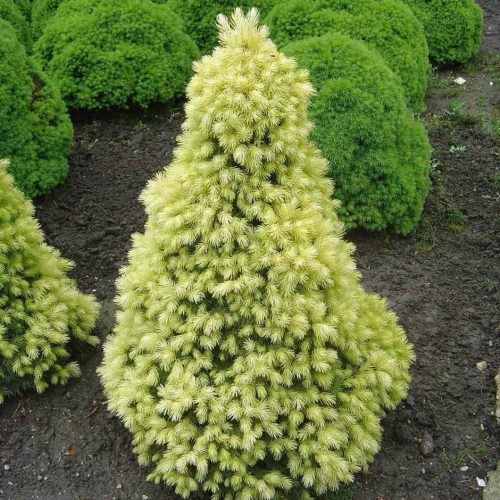 Fehér cukorsüvegfenyő -  Picea glauca Daisy's White