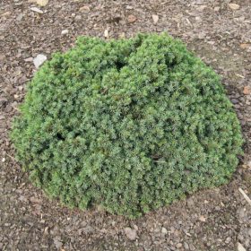   Törpe gömb cukorsüvegfenyő -  Picea glauca 'Echiniformis'