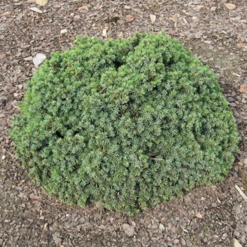 Törpe gömb cukorsüvegfenyő -  Picea glauca 'Echiniformis'