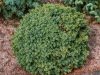 Törpe gömb cukorsüvegfenyő -  Picea glauca 'Echiniformis'