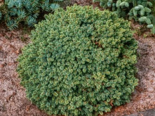 Törpe gömb cukorsüvegfenyő -  Picea glauca 'Echiniformis'